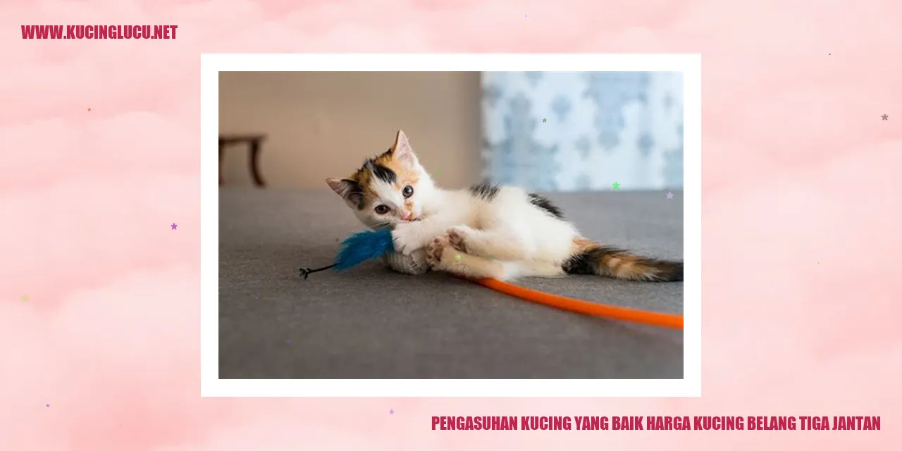 Gambar Kucing belang tiga jantan