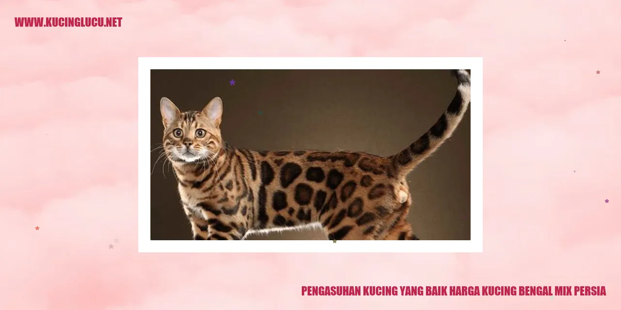 Kucing Bengal Mix Persia