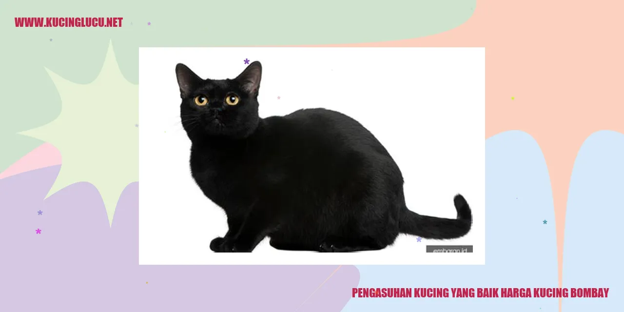 Kucing Bombay