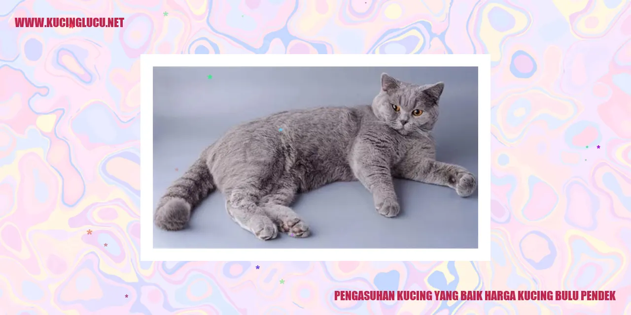 gambar kucing bulu pendek