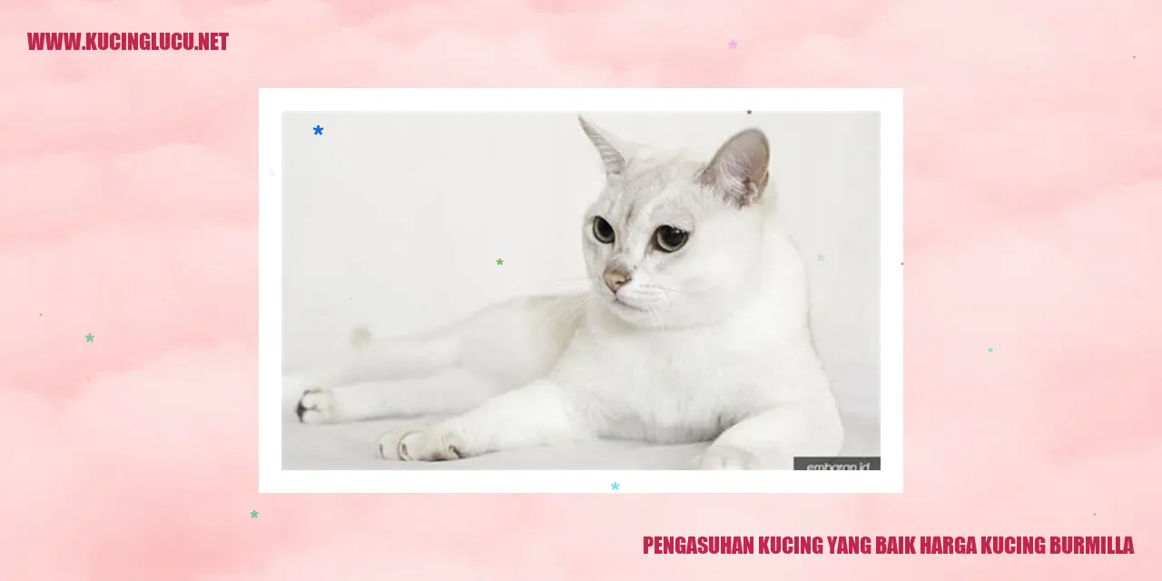 Pengasuhan Kucing yang Baik harga kucing burmilla