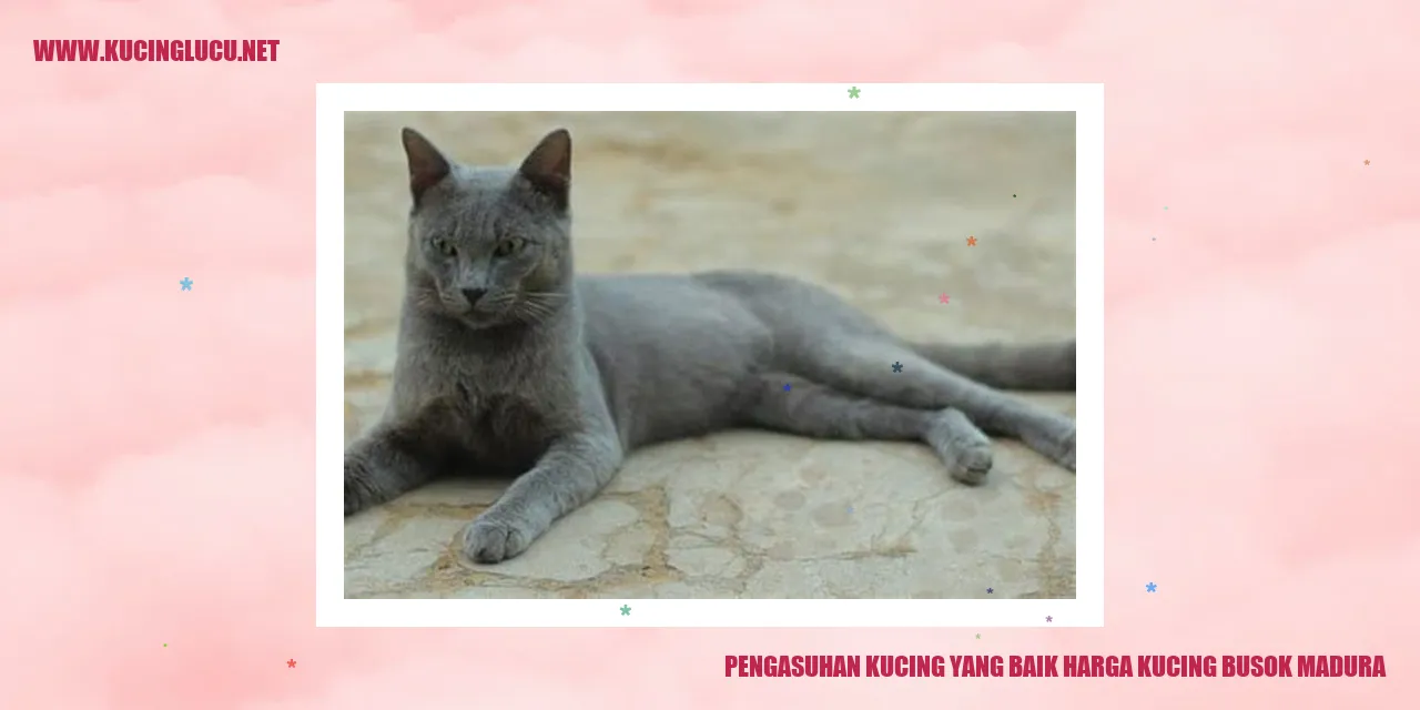 Gambar Kucing