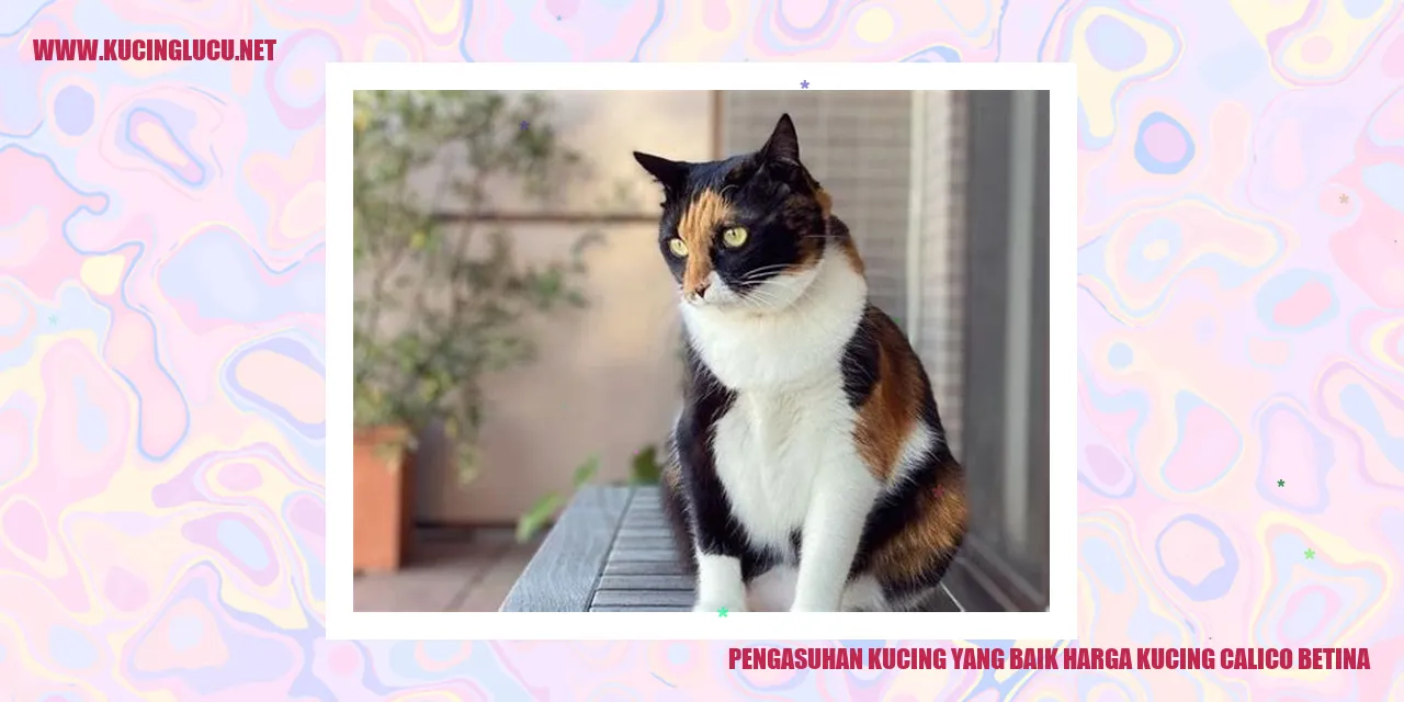 Gambar kucing calico betina