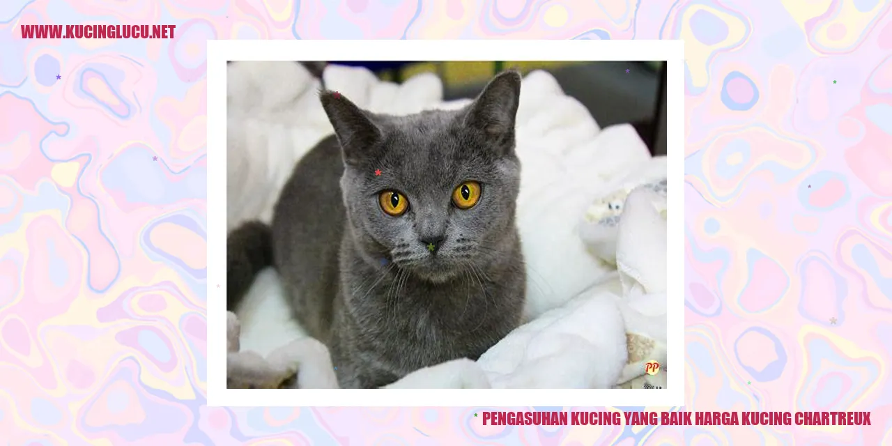 Kucing Chartreux