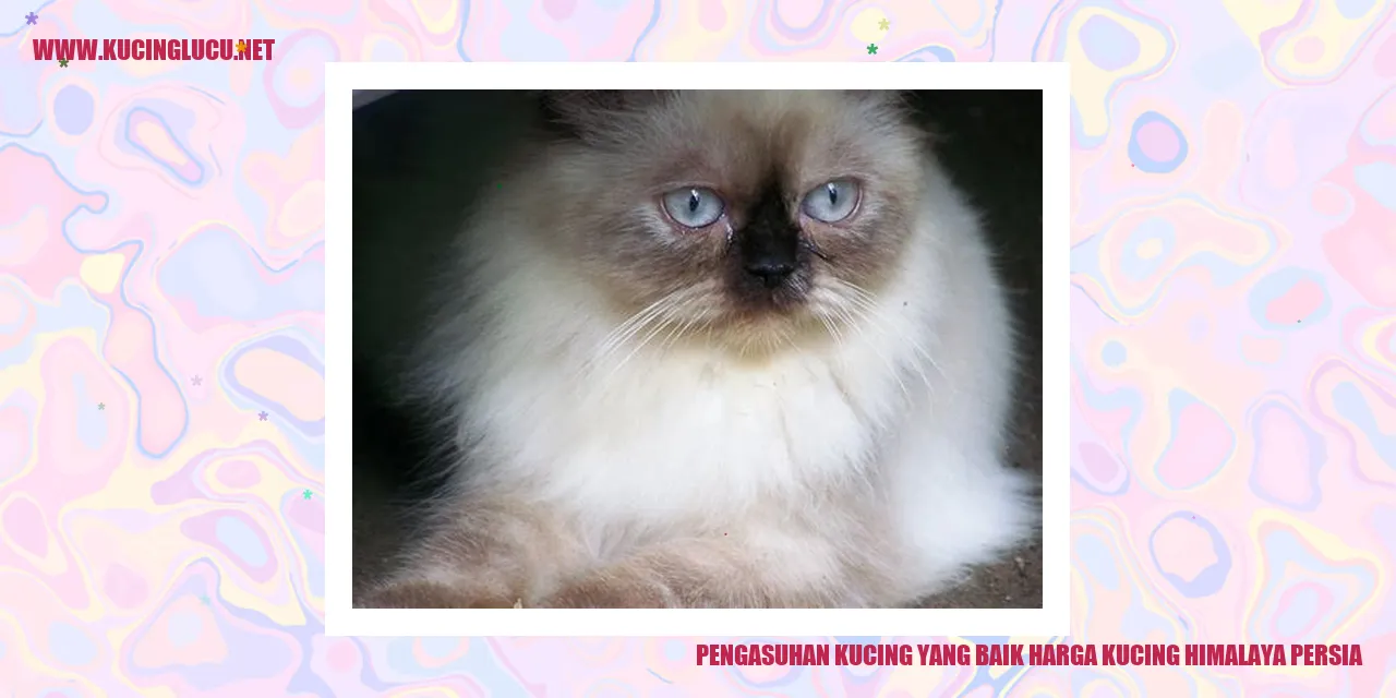 Gambar Kucing Himalaya Persia