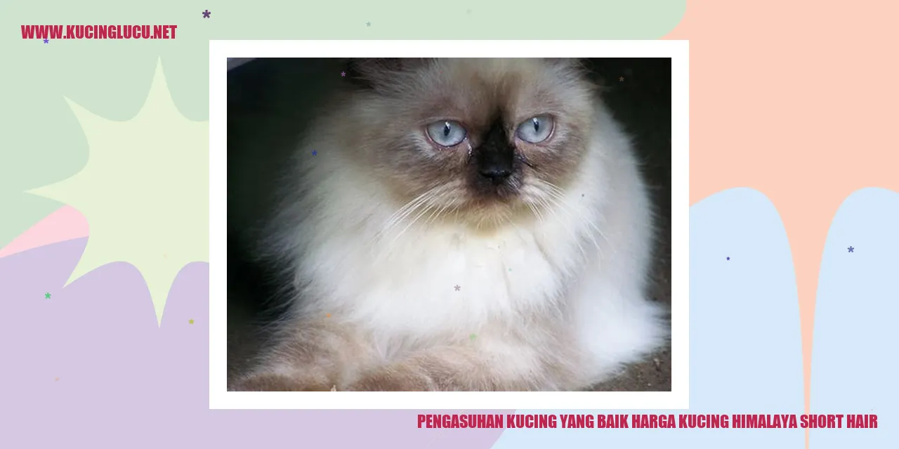 Gambar Kucing Himalaya Short Hair