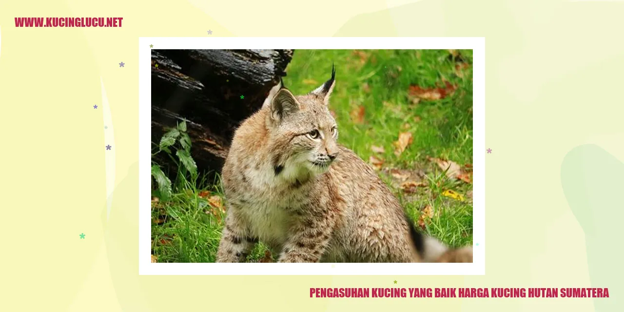 Kucing Hutan Sumatera