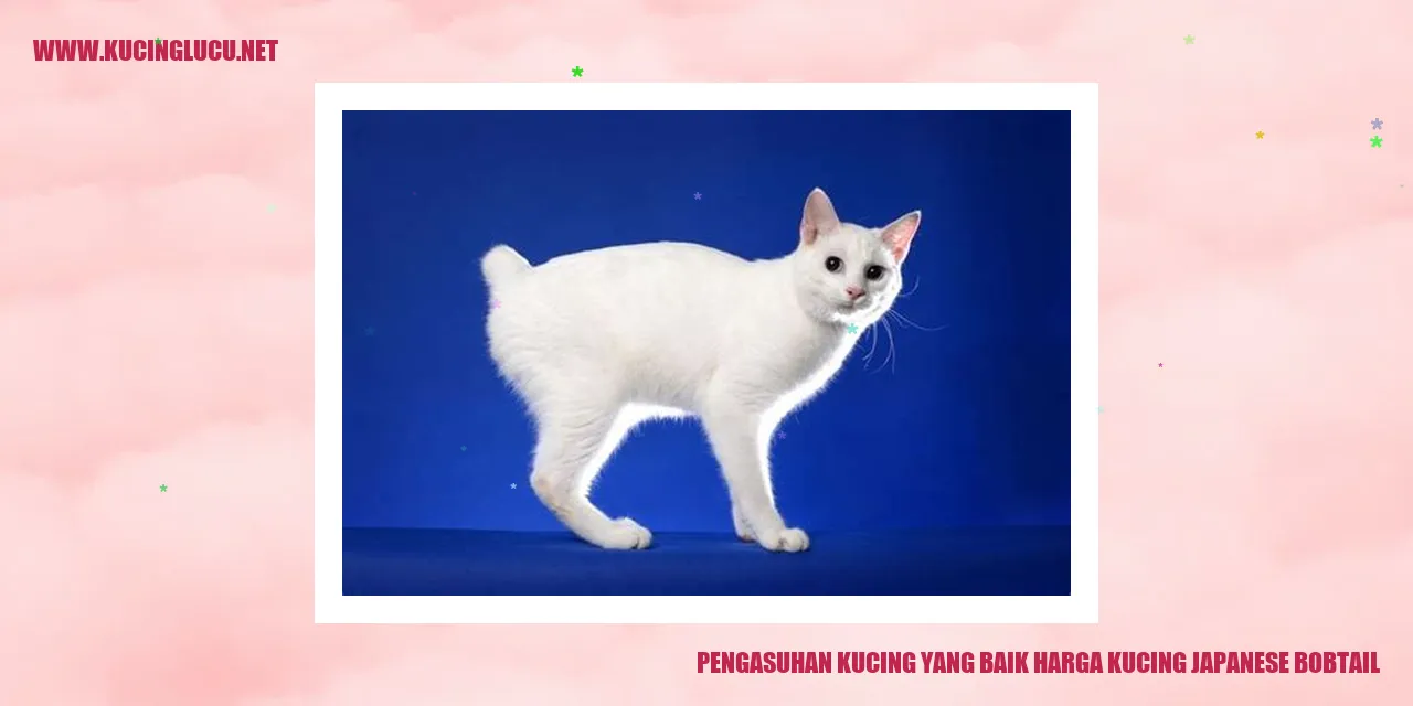 Gambar Kucing Japanese Bobtail