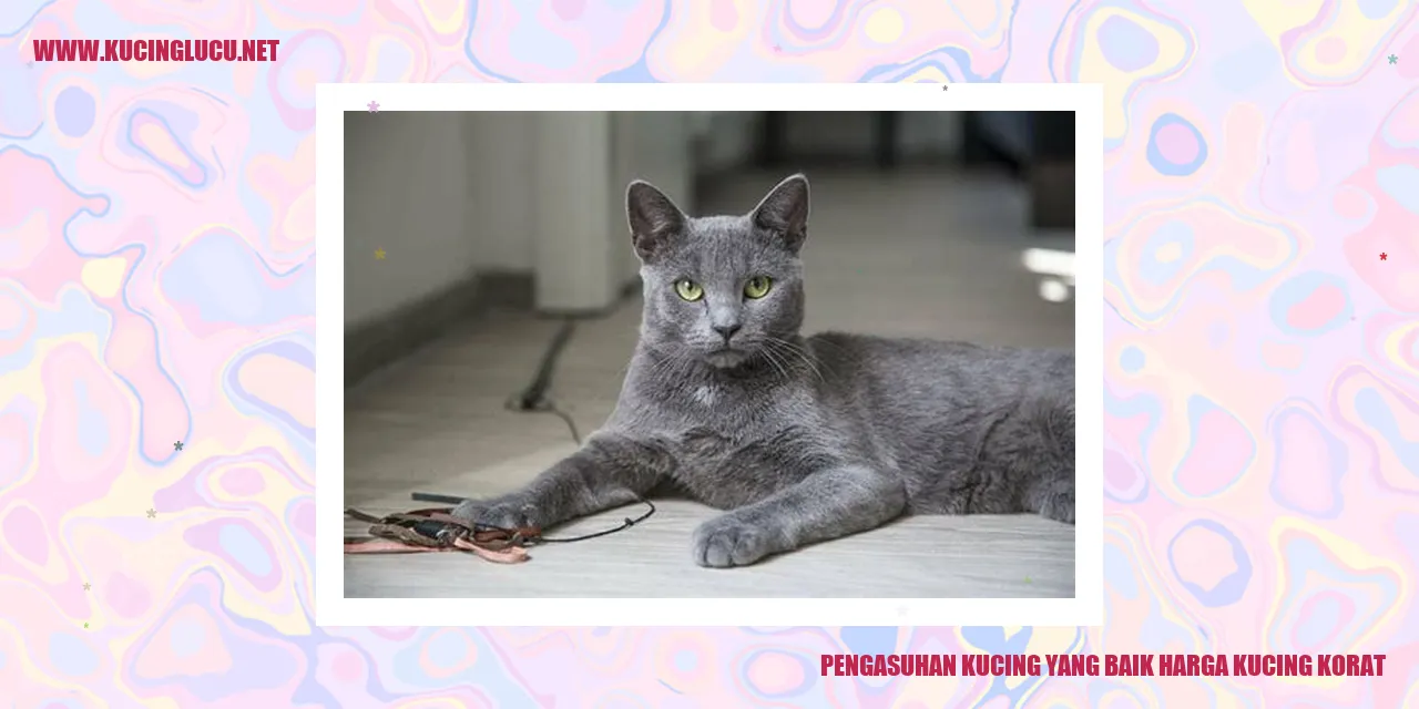 Kucing Korat