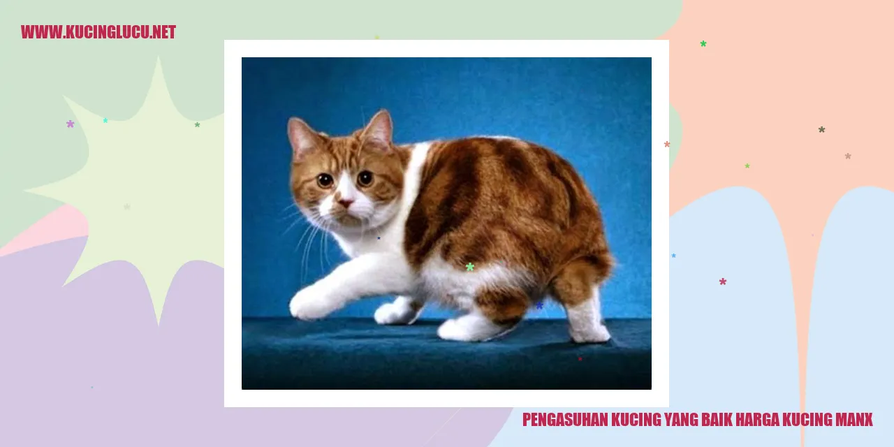 Gambar kucing manx