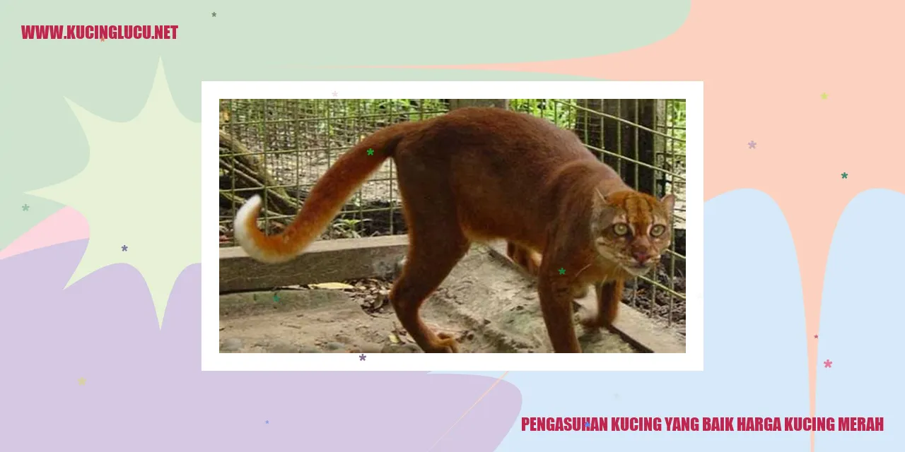 Kucing Merah