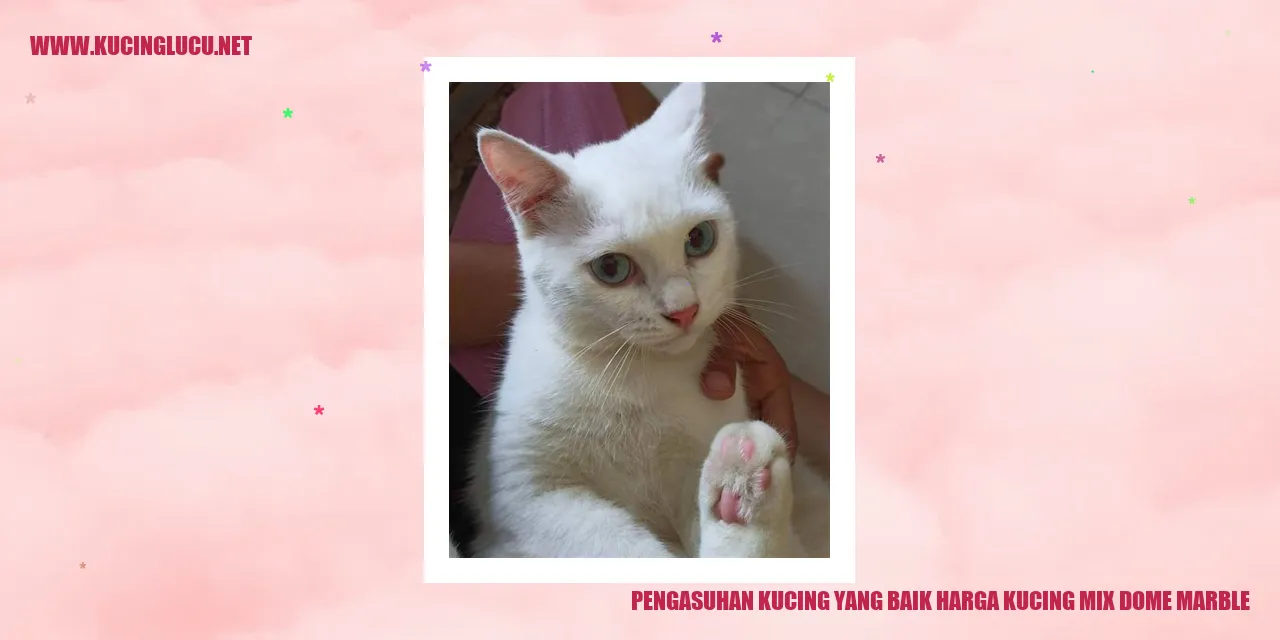 foto kucing mix dome marble