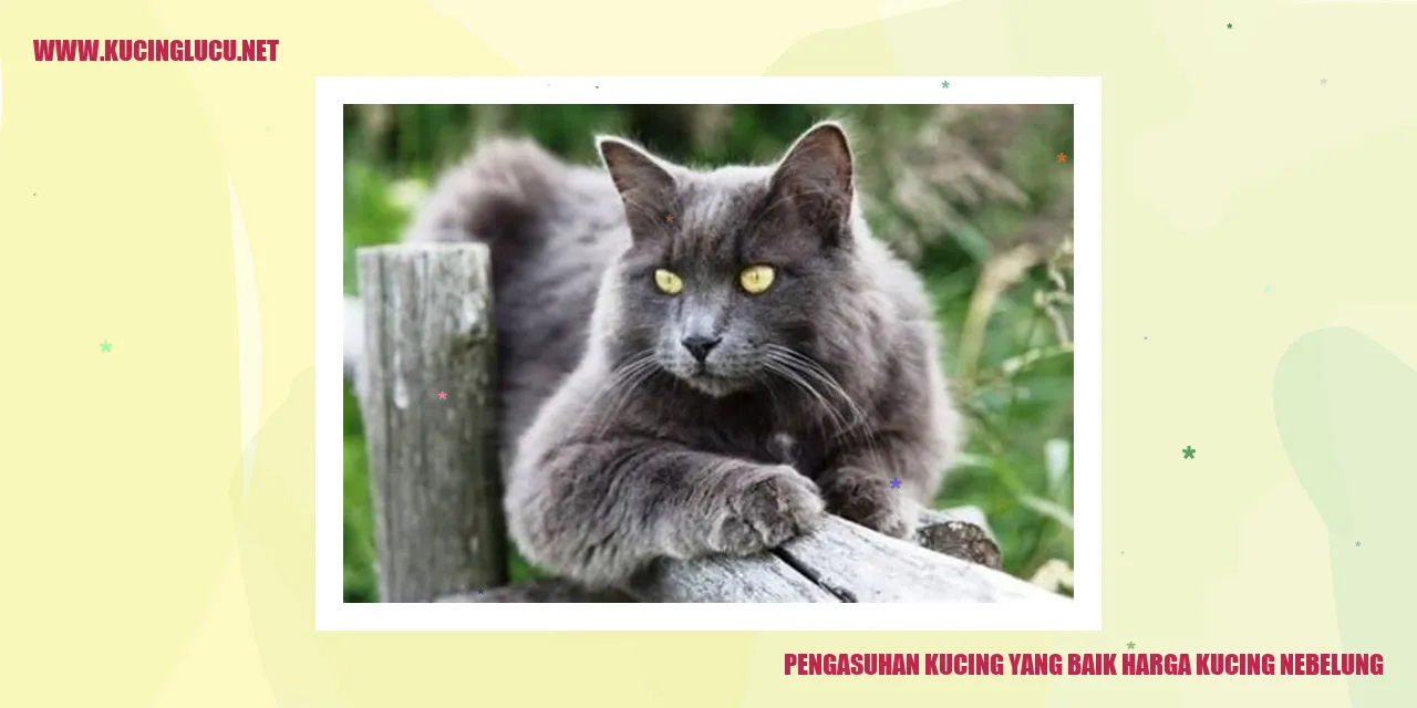 Gambar kucing nebelung
