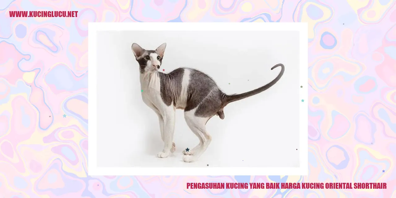 Kucing Oriental Shorthair