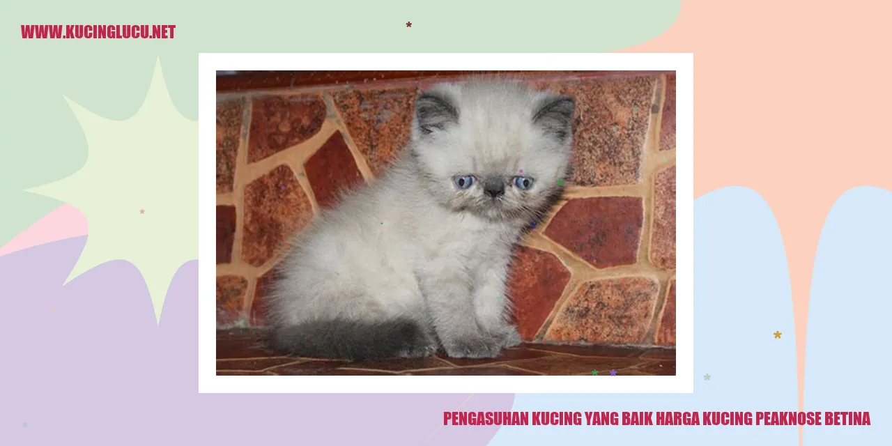 Gambar Kucing Peaknose Betina