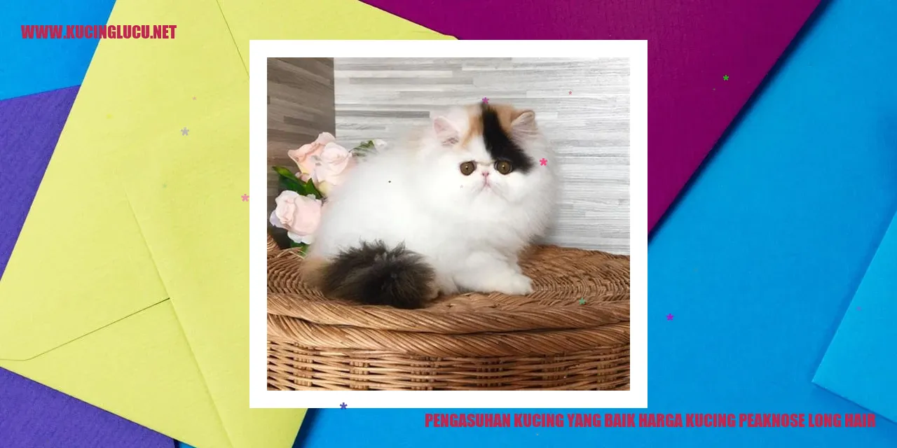 Ilustrasi Kucing Peaknose Long Hair