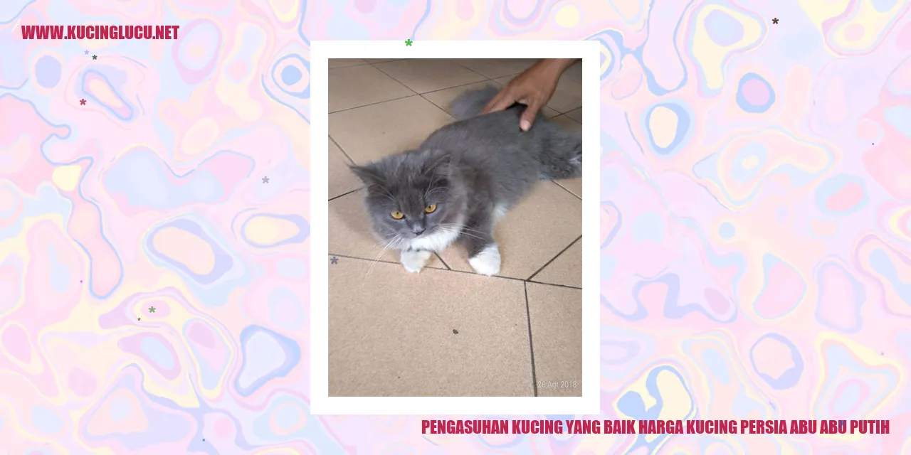 pengasuhan kucing persia
