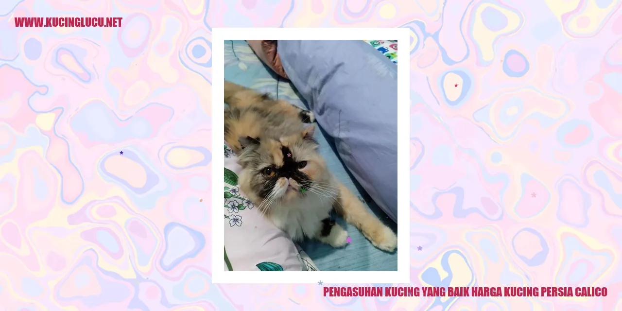 Kucing persia calico