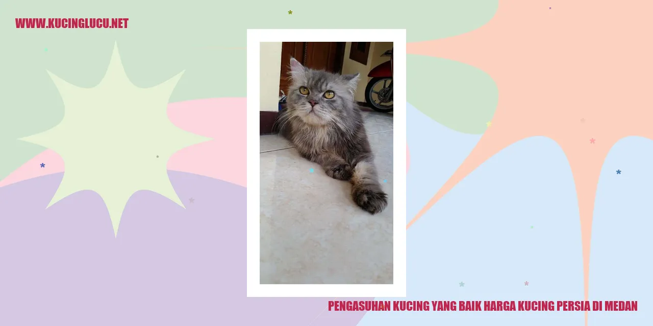 Kucing Persia di Medan