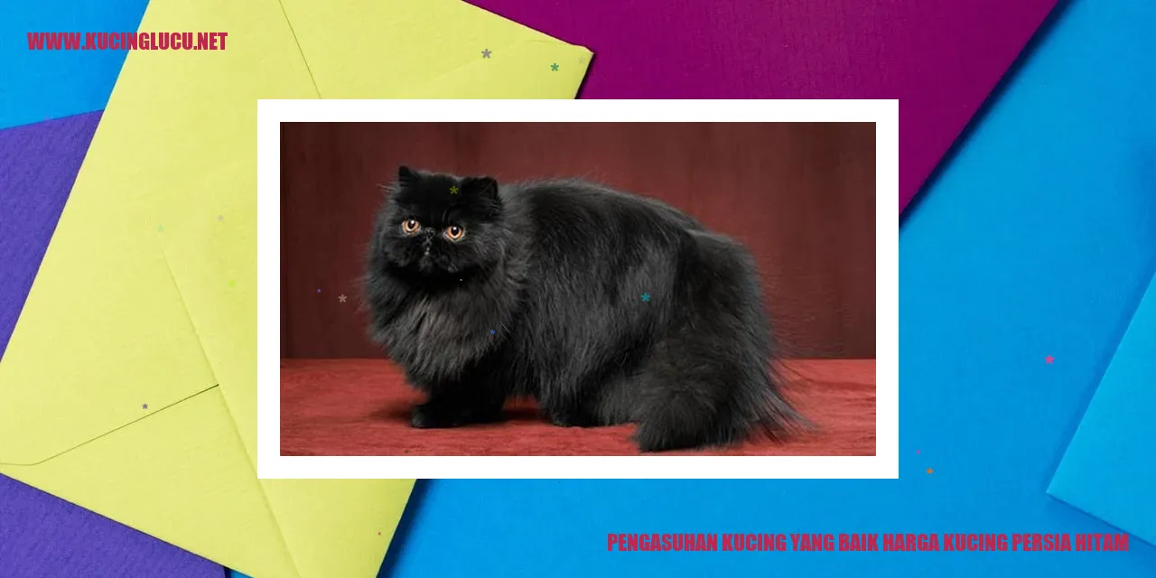 Foto Kucing Persia Hitam