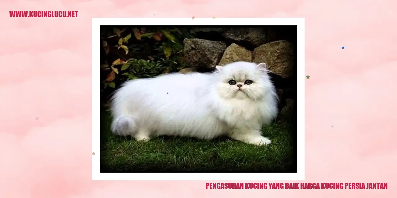 Kucing Persia Jantan