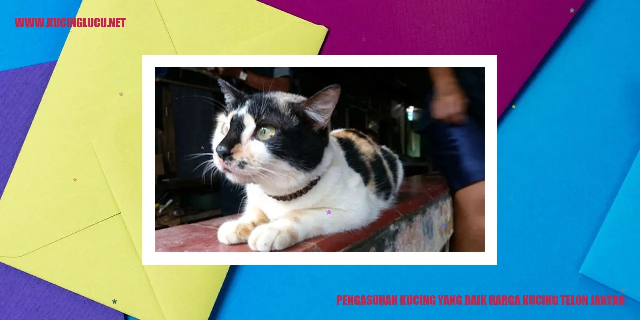 Kucing Telon Jantan
