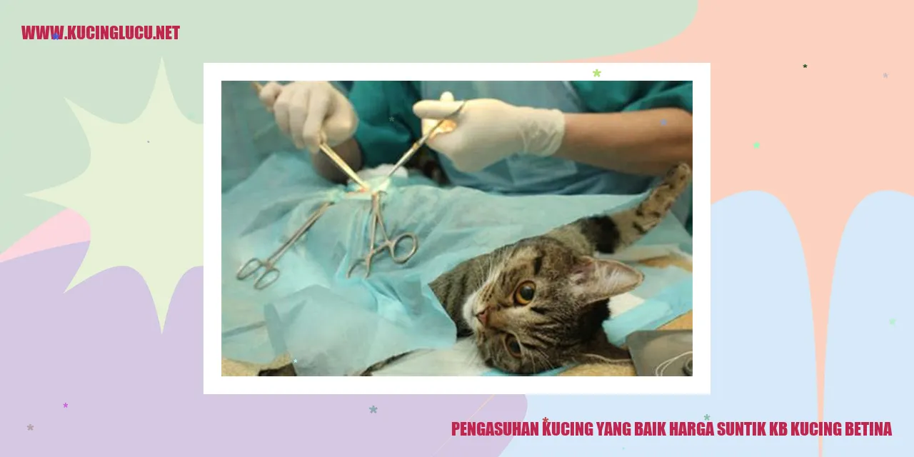 Gambar Kucing Lucu