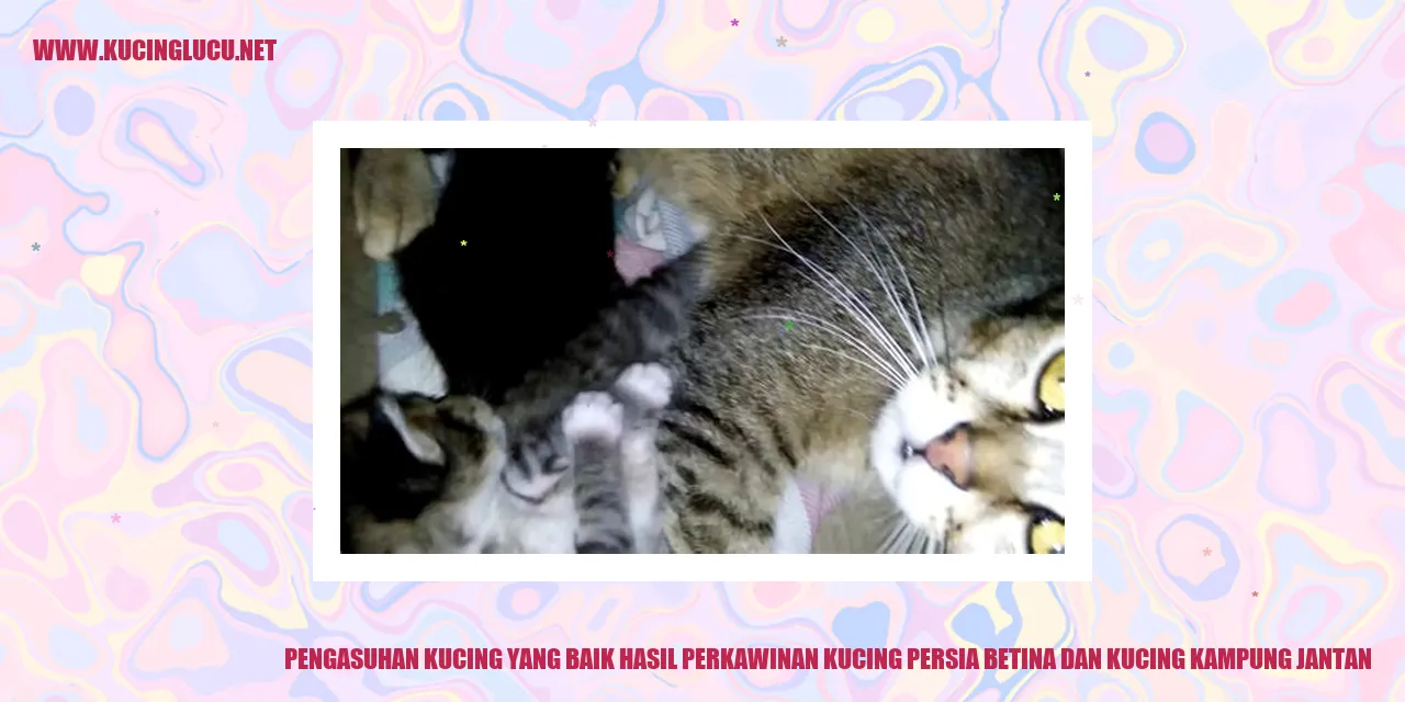 Kucing Persia dan Kucing Kampung