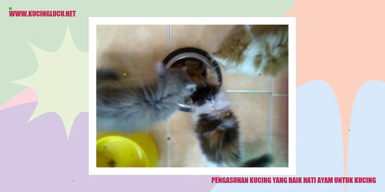 Gambar kucing dan ayam