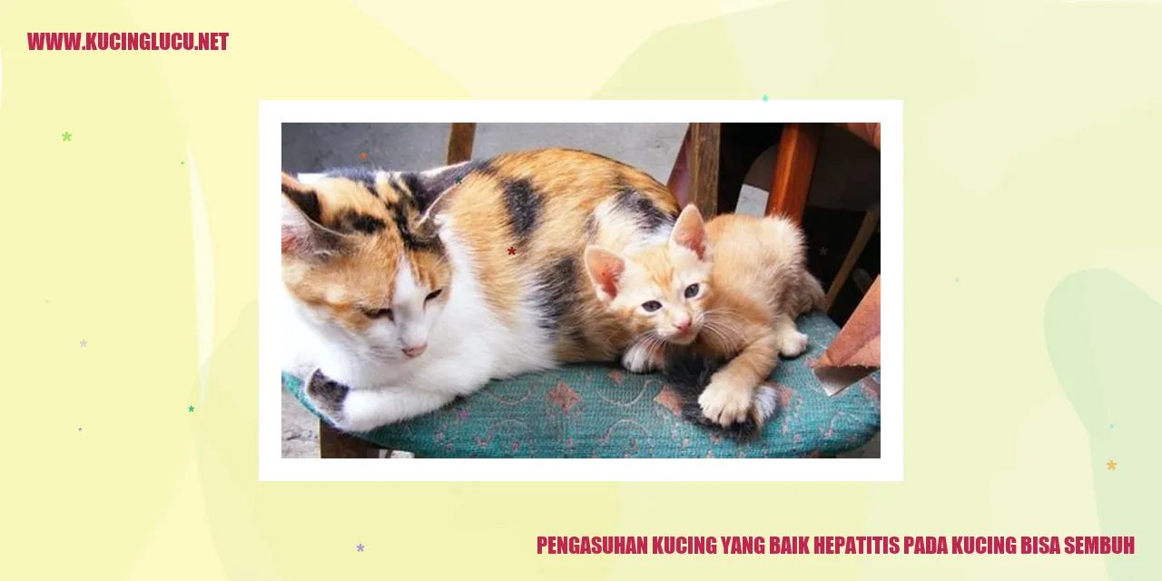 Gambar Kucing