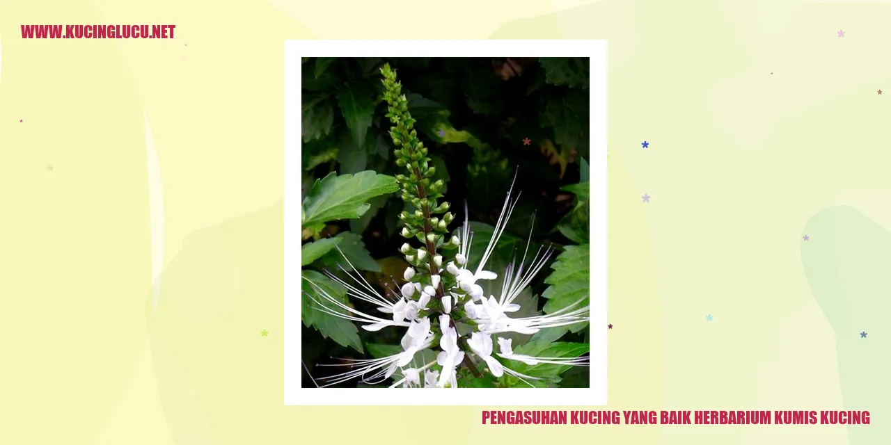 Gambar kucing yang sehat
