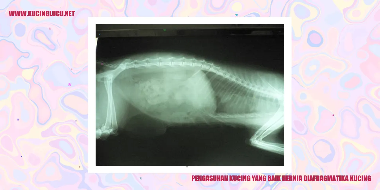 Gambar Kucing
