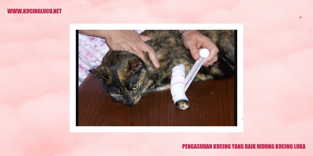 Gambar kucing dengan luka pada hidung