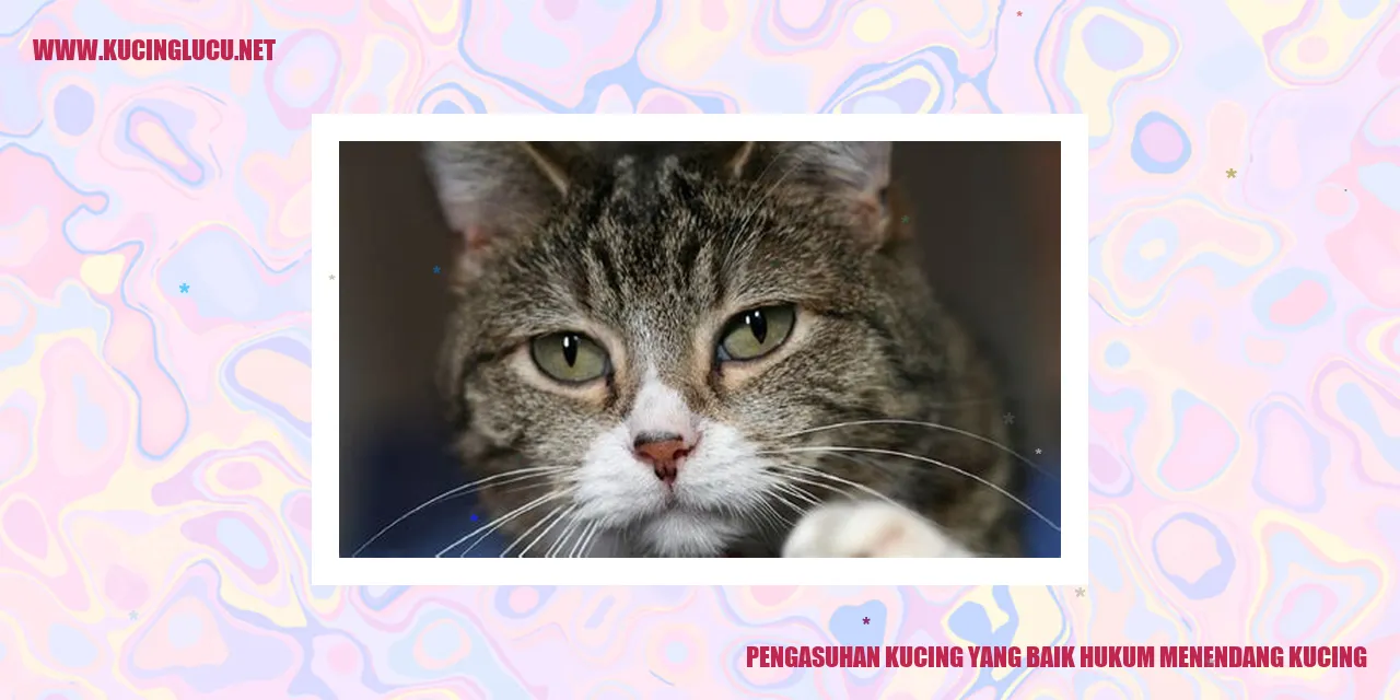 Gambar Kucing yang Sedang Tidur