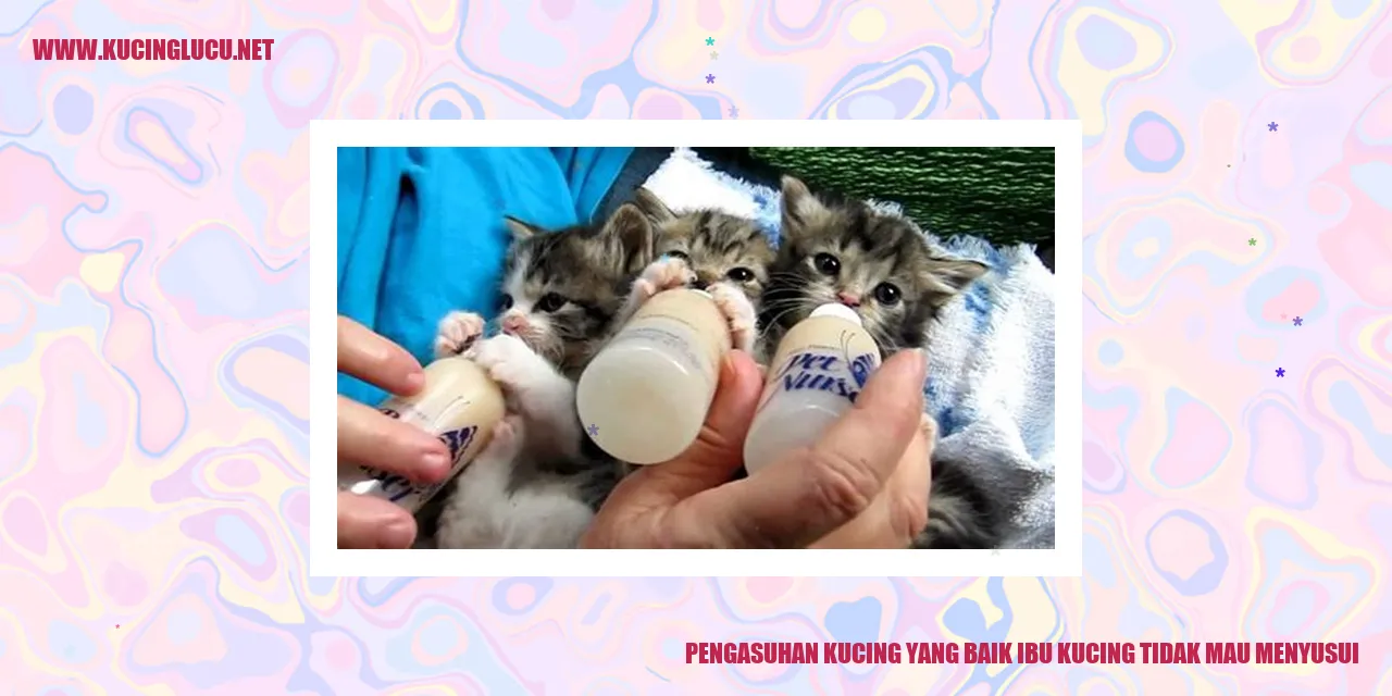 Perawatan yang Baik untuk Anak Kucing yang Tidak Disusui oleh Ibu