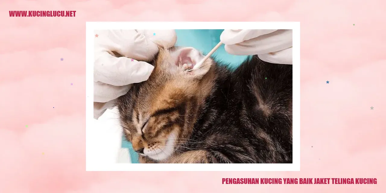 Kucing dengan jaket telinga