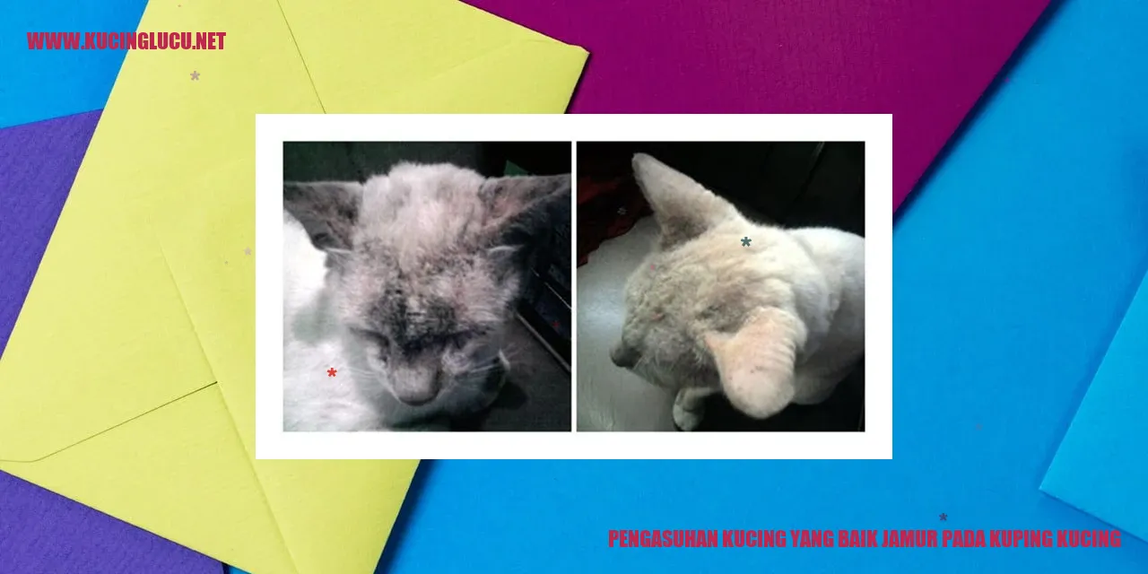 Kucing lucu