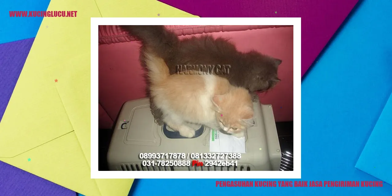 Pengasuhan Kucing yang Baik jasa pengiriman kucing