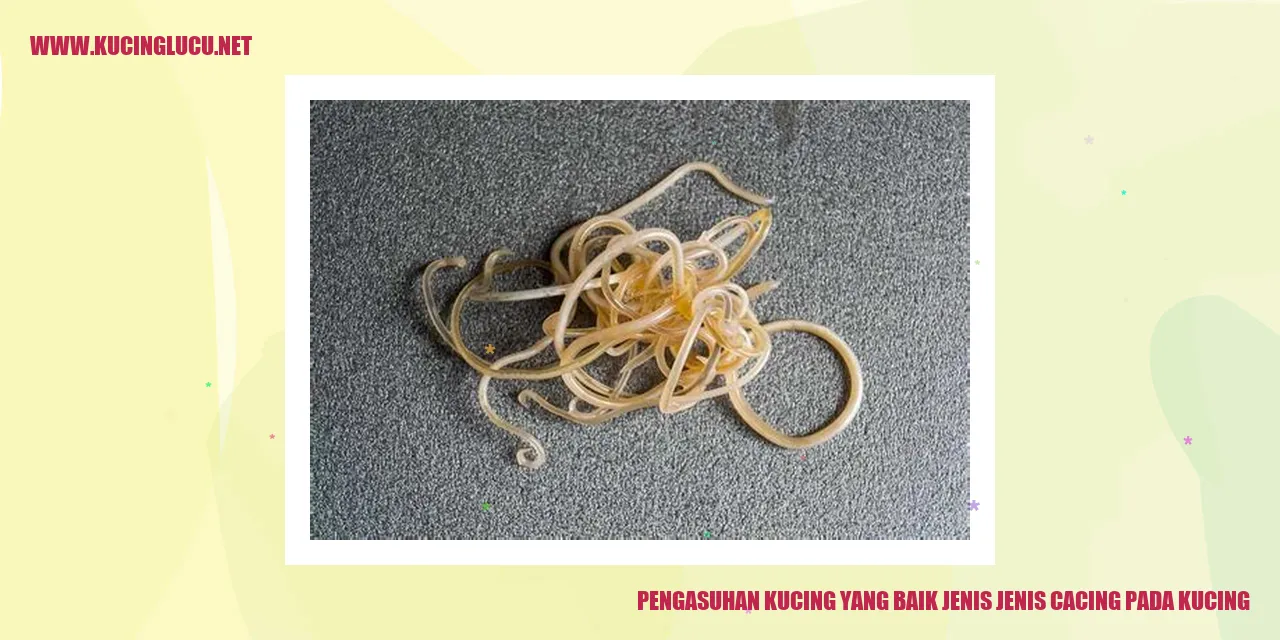 Gambar kucing lucu
