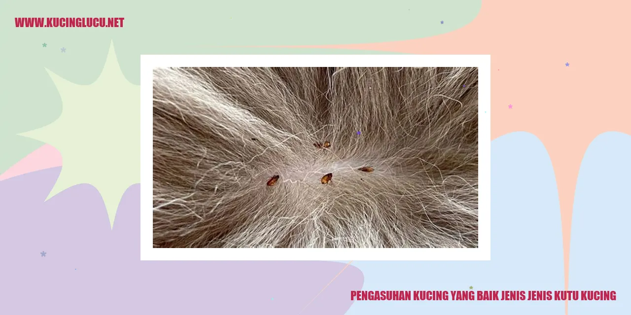 Ilustrasi Kutu Kucing