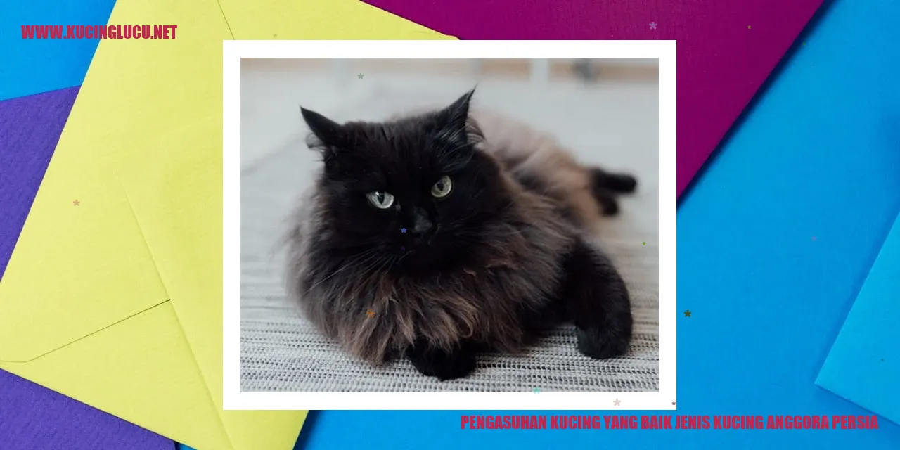 Kucing Anggora Persia