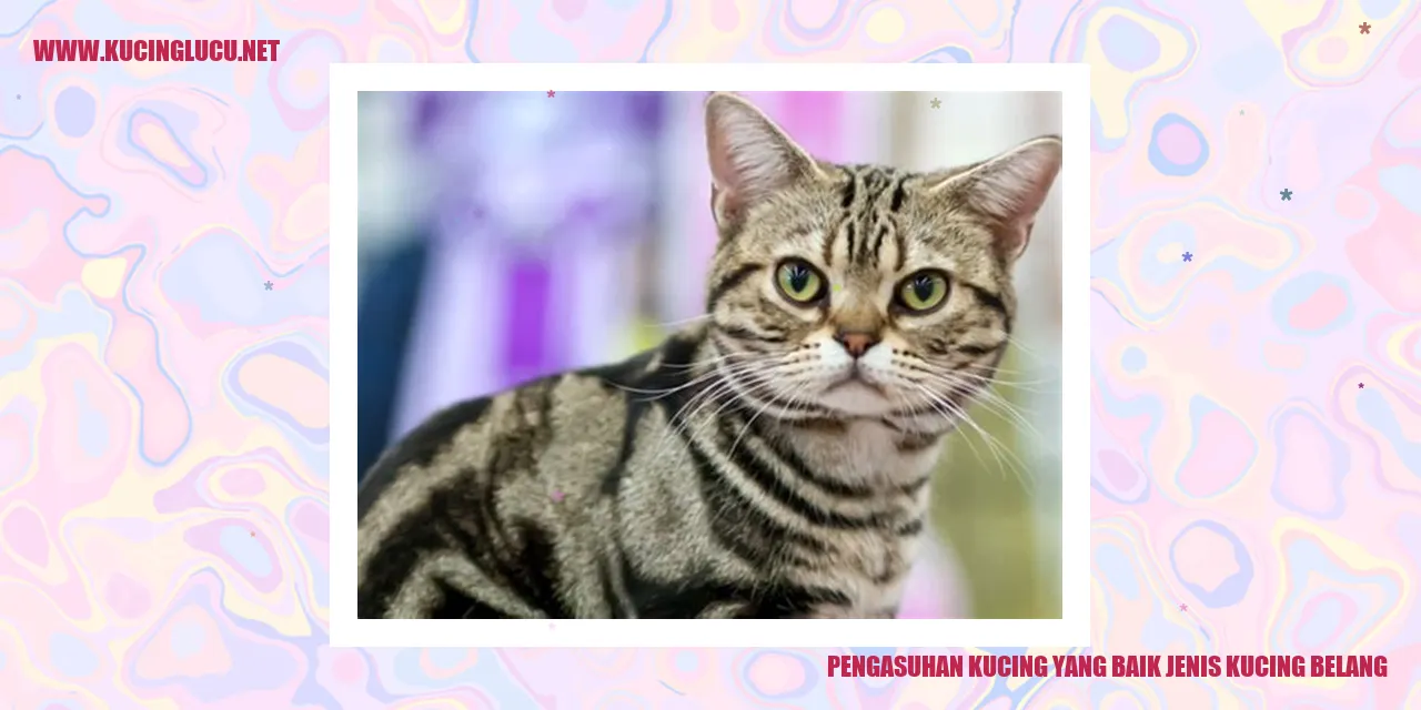 Kucing jenis belang