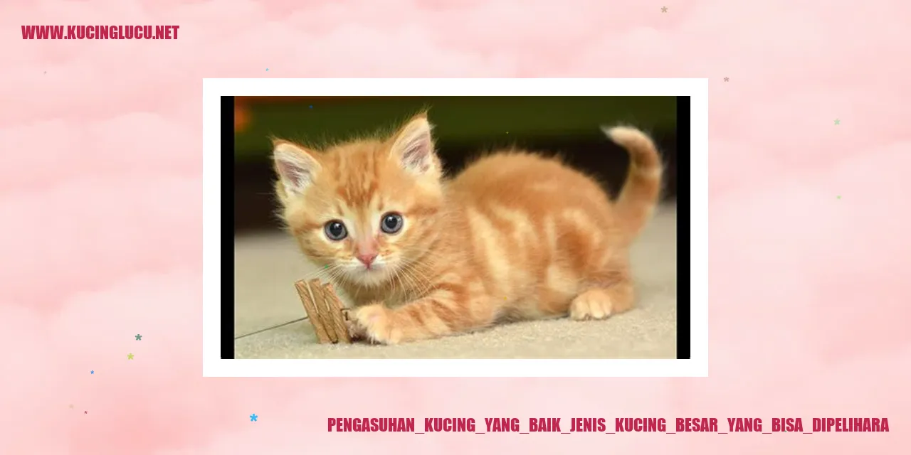 Kucing besar yang dipelihara