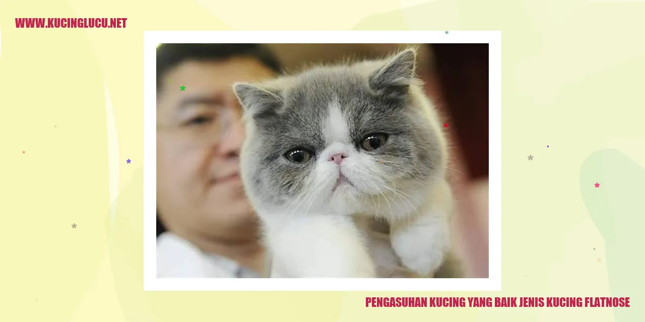 Gambar Kucing Flatnose