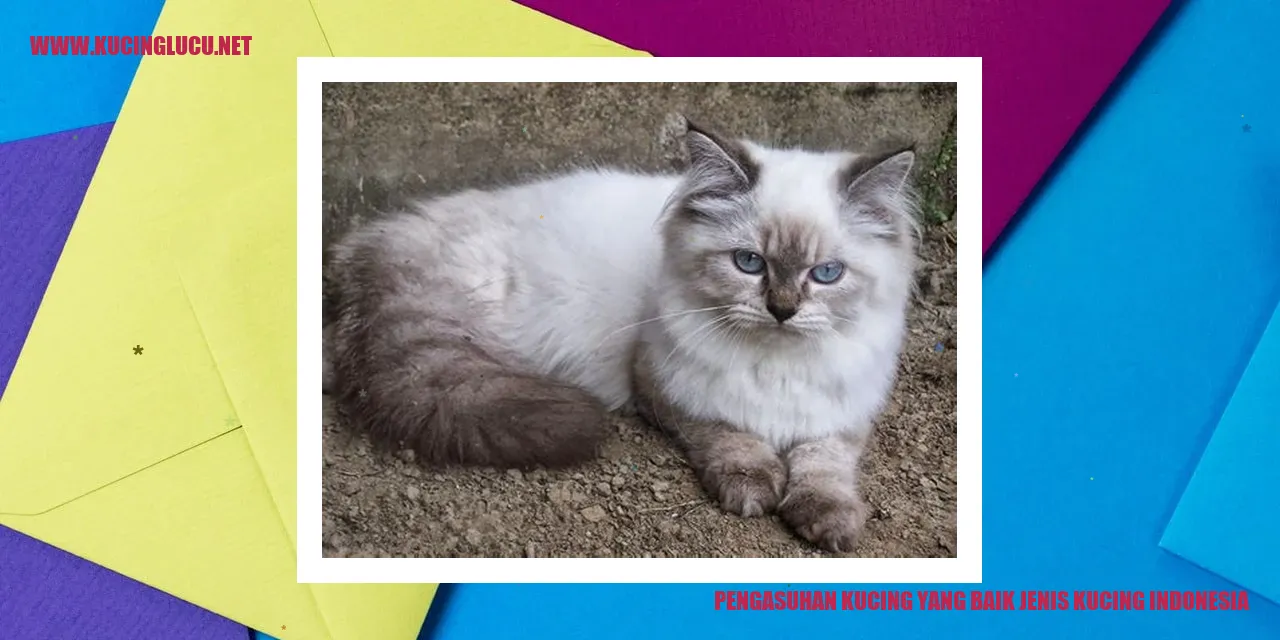gambar kucing Indonesia