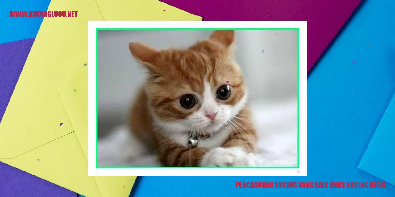 Kucing kecil