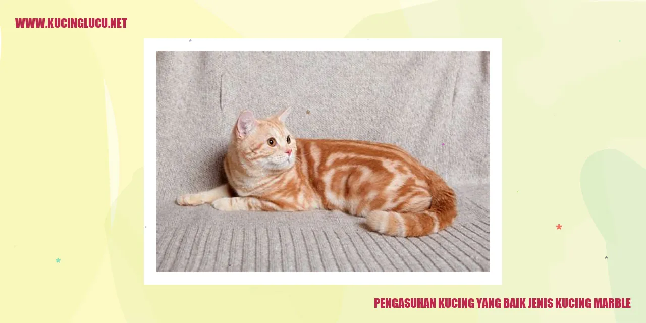 Kucing jenis marble