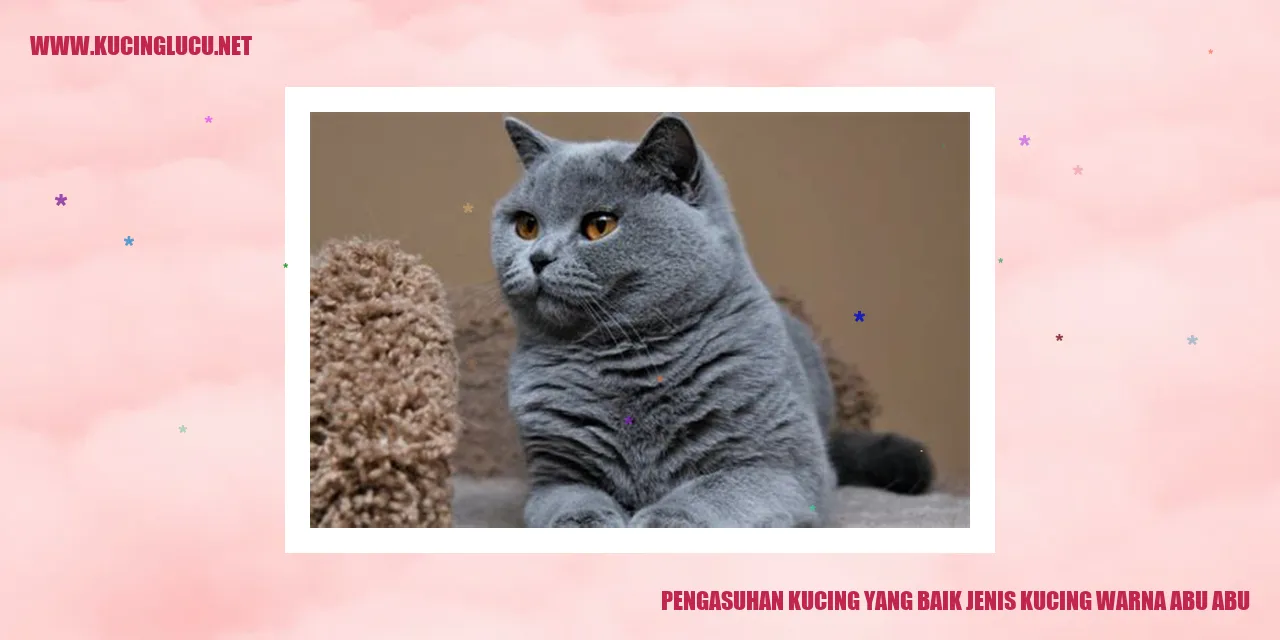 Kucing abu-abu