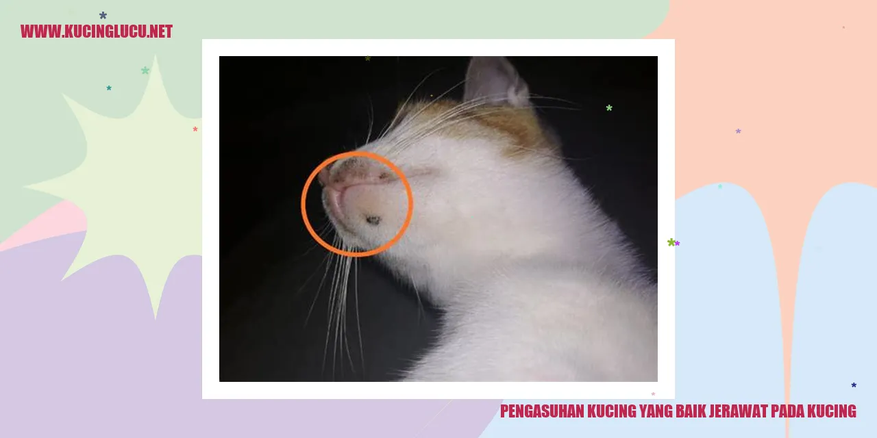 Kucing Lucu