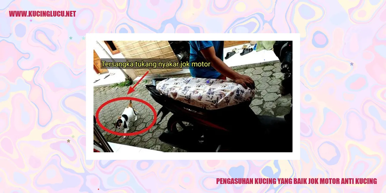 Gambar Kucing Sehat dan Bahagia